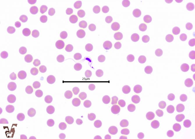 Equine trypanosomosis