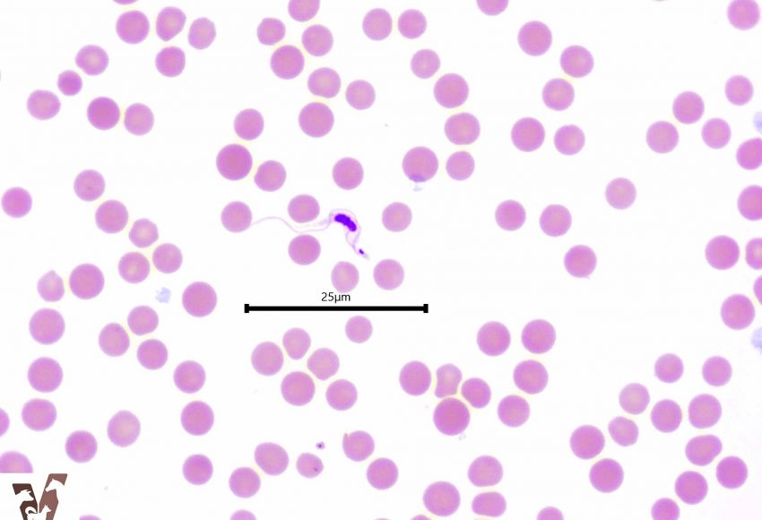 Equine trypanosomosis